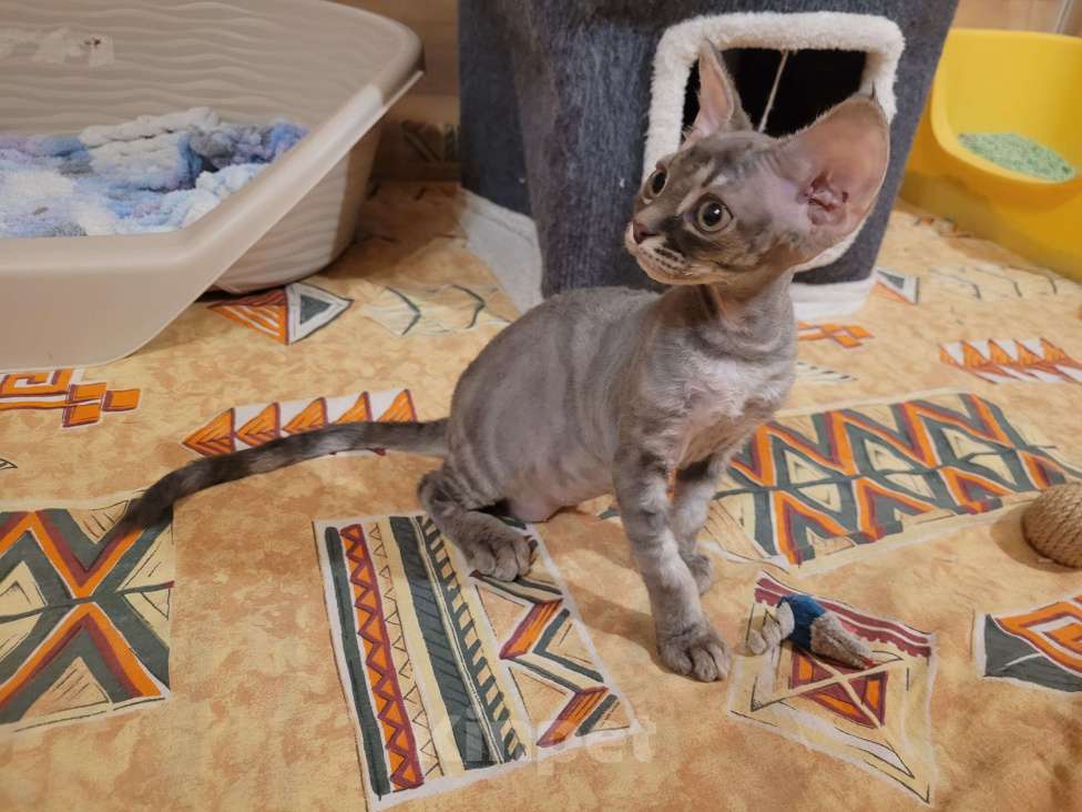 Кошки в Москве: Котенок девон-рекс мальчик Мальчик, 60 000 руб. - фото 2