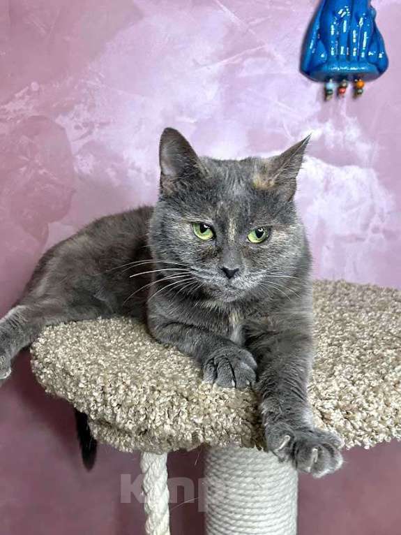 Кошки в Москве: Масяня, ласковая мурлыка, маленькая и забавная кошечка с зелеными глазами в добрые руки. Девочка, 10 руб. - фото 3