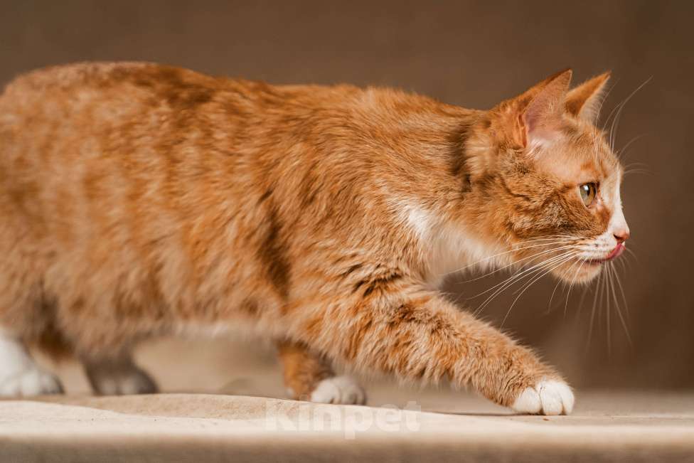 Кошки в Клине: Базилио — ласковый и скромный котик Мальчик, Бесплатно - фото 5