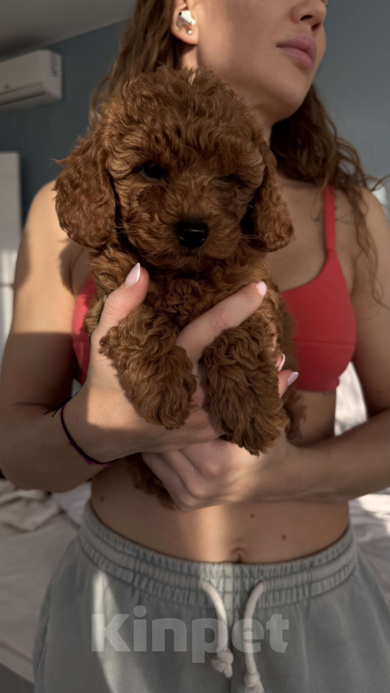 Собаки в Москве:  Щенок Мальтипу f2 девочка  Девочка, 150 000 руб. - фото 2