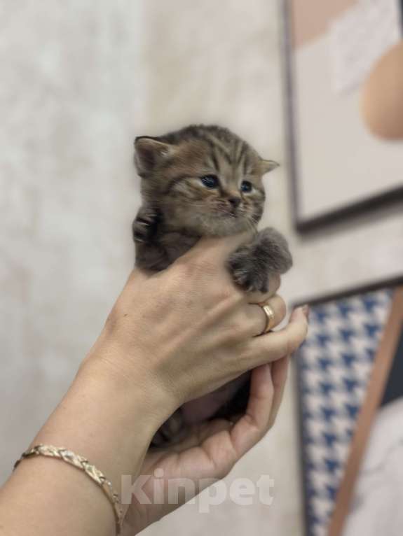 Кошки в Вологде: Шотландская кошечка табби прямоухая Девочка, 8 000 руб. - фото 1