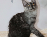 Кошки в Королеве: Котенок помета А; Мейн кун. Аякс. Мальчик, 50 000 руб. - фото 4
