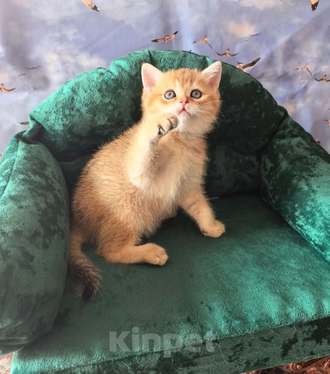 Кошки в Самаре: Котята Девочка, 35 000 руб. - фото 6