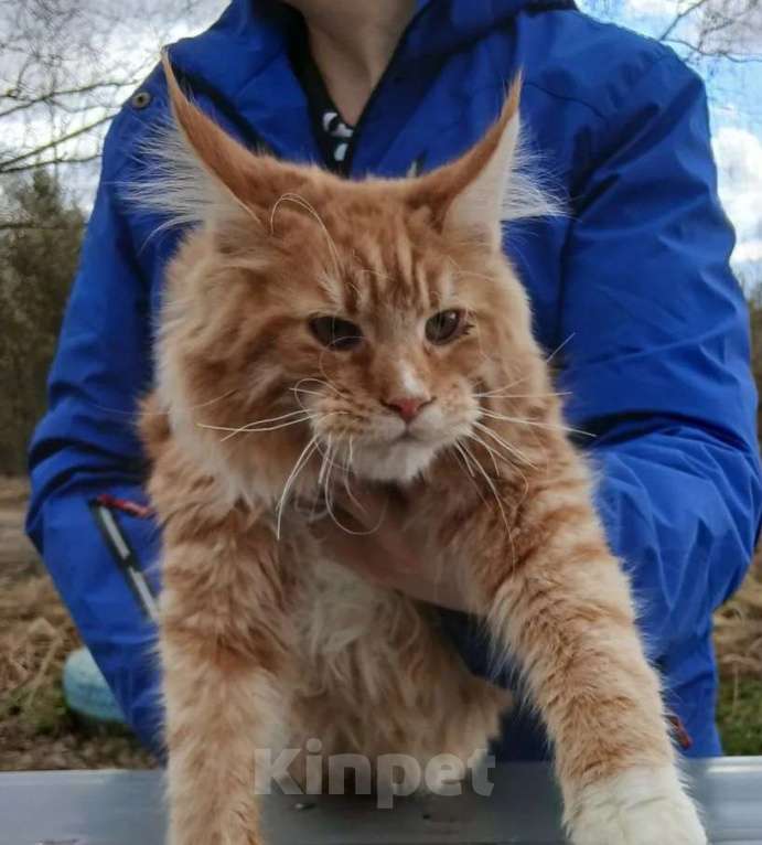 Кошки в Москве: Котенок из питомника Мальчик, 120 000 руб. - фото 2