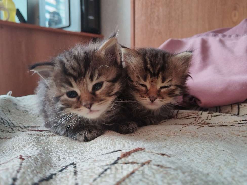 Кошки в Омске: Породистый сибирский котёнок Мия  Девочка, 10 000 руб. - фото 5
