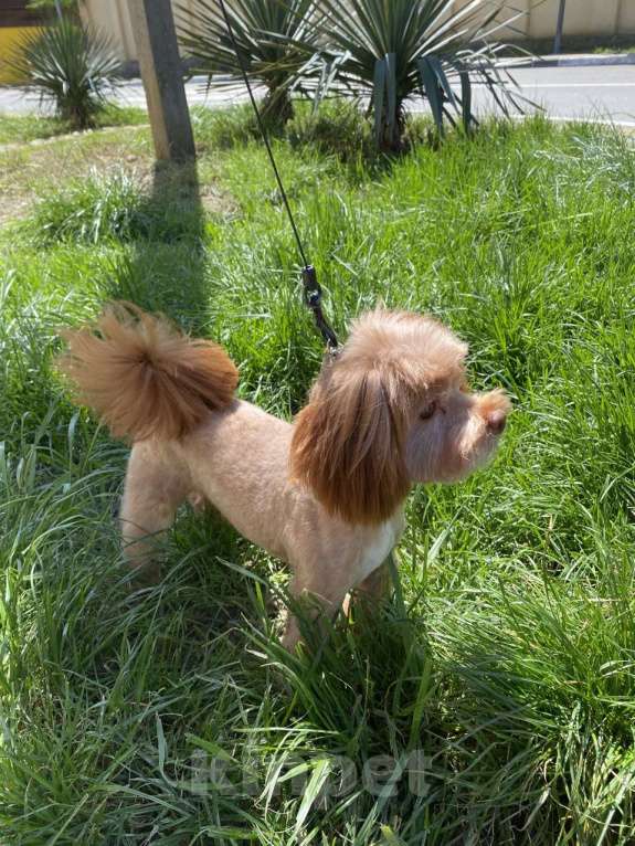 Собаки в Сочи: Вязка Мальтипу в Сочи Мальчик, Бесплатно - фото 2