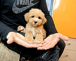 Собаки в Москве: Мальтипу Тедди мальчик Мальчик, 95 000 руб. - фото 3