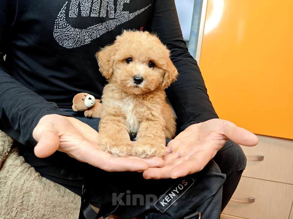 Собаки в Москве: Мальтипу Тедди мальчик Мальчик, 95 000 руб. - фото 3