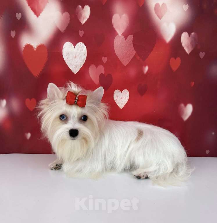 Собаки в Москве: Белый йорк с синими глазами девочка подрощенная Девочка, 100 000 руб. - фото 8