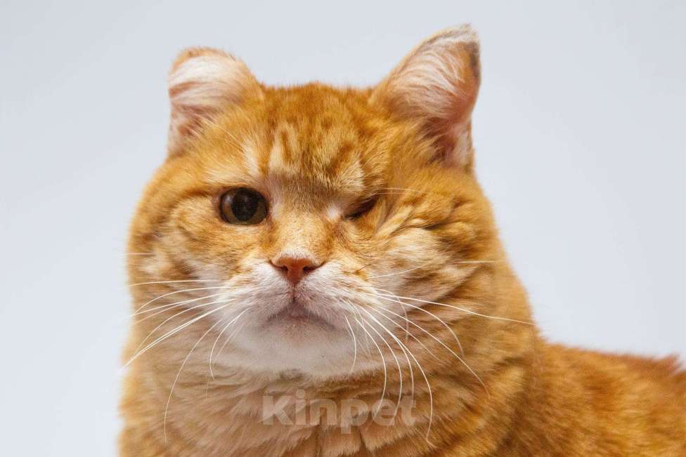 Кошки в Москве: Кошечка Наташа ищет дом. Девочка, Бесплатно - фото 3
