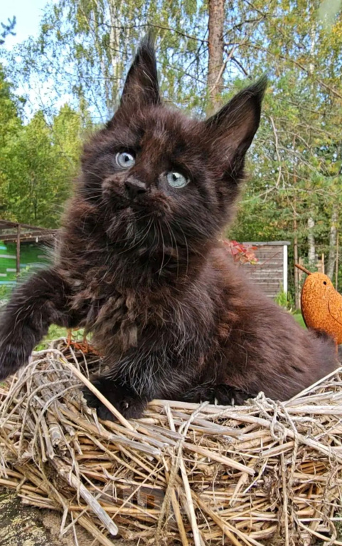 Кошки в Выборге: Черный котенок мейн-кун Мальчик, 80 000 руб. - фото 7