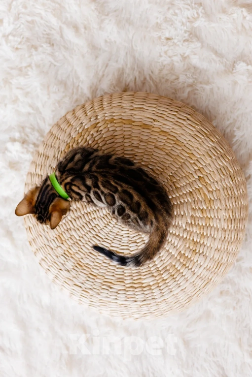 Кошки в Красноярске: Бенгальский котенок  Мальчик, 80 000 руб. - фото 3