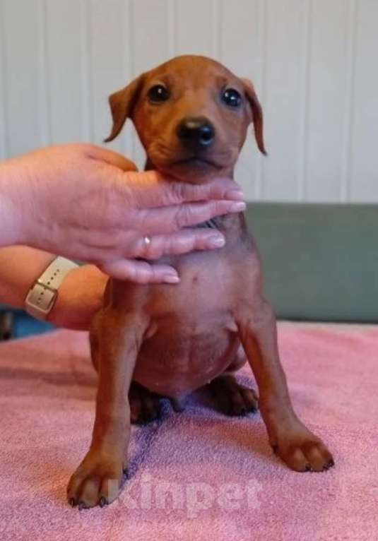 Собаки в других городах Московской области: Продажа щенков немецкого пинчера Мальчик, 64 000 руб. - фото 2