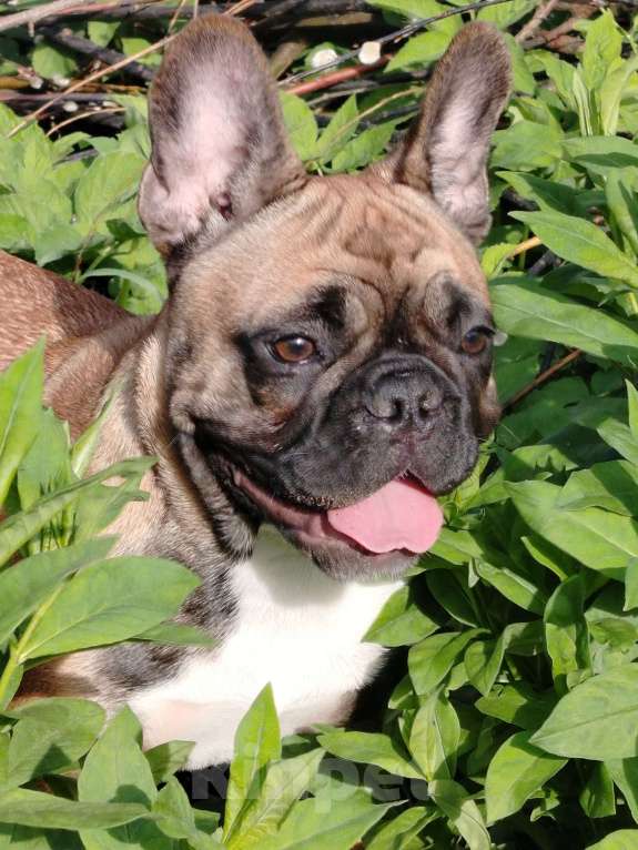 Собаки в других городах Московской области: Марфушенька Девочка, 35 000 руб. - фото 2