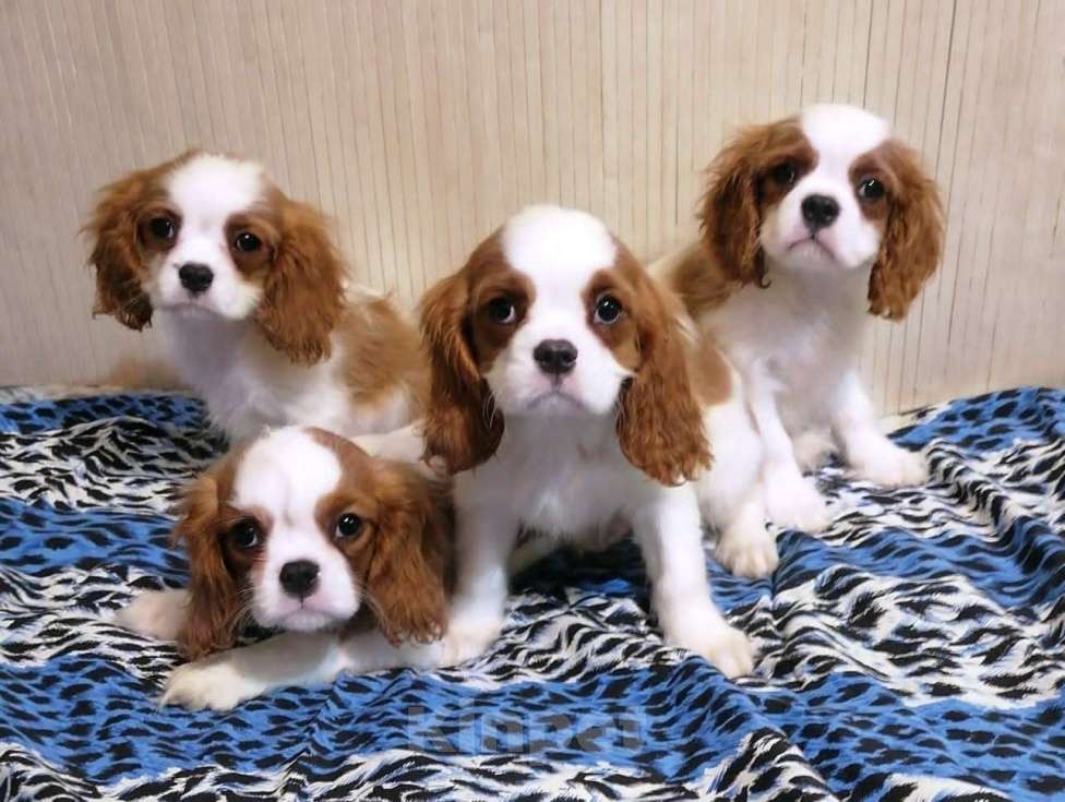 Собаки в Москве: Кавалер Кинг Чарльз 3 мес щенки. Девочка, 70 000 руб. - фото 2