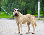 Собаки в Пушкино: Собака ищет семью! Мальчик, Бесплатно - фото 7