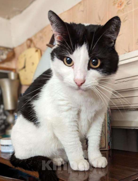 Кошки в Москве: Хозяин умер, хозяйка в деменции. Котам нужен дом Девочка, Бесплатно - фото 2