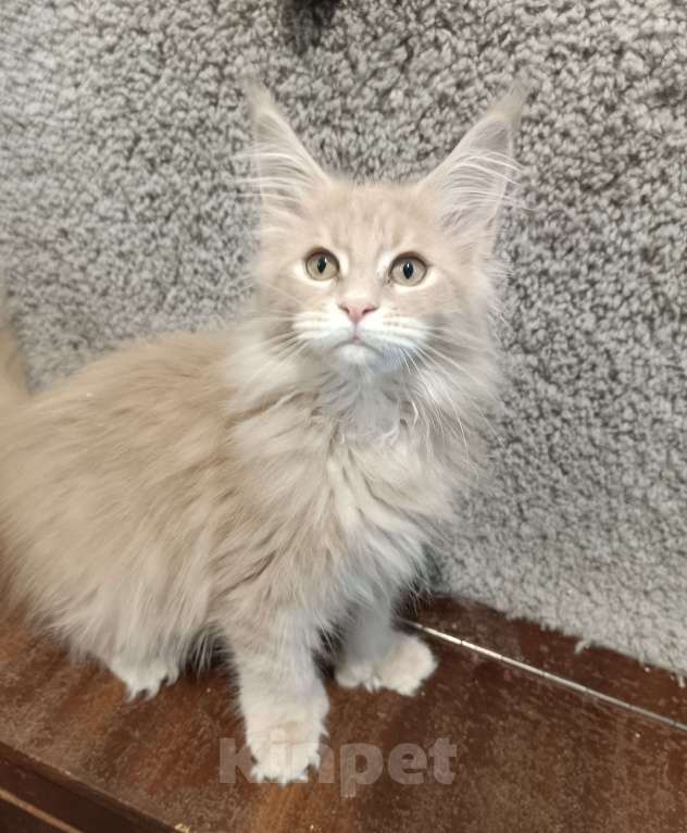 Кошки в других городах Владимирской области: кошки мейн кун полидакт Девочка, 35 000 руб. - фото 3