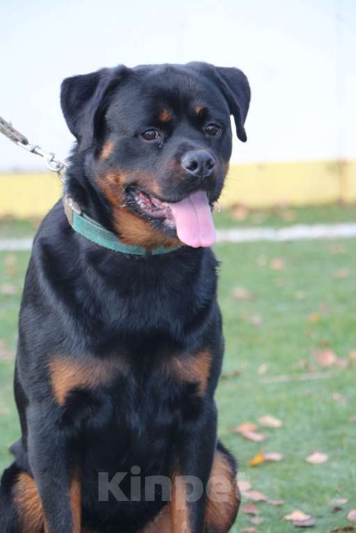 Собаки в других городах Московской области: Продается перспективный кобель Мальчик, Бесплатно - фото 2