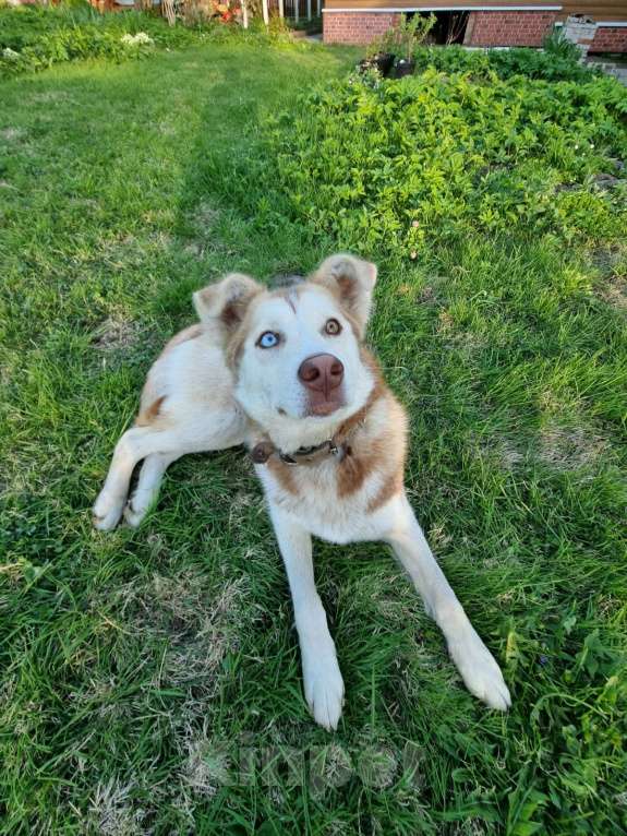 Собаки в Москве: Микрохаски. Разноглазая красавица Девочка, Бесплатно - фото 5