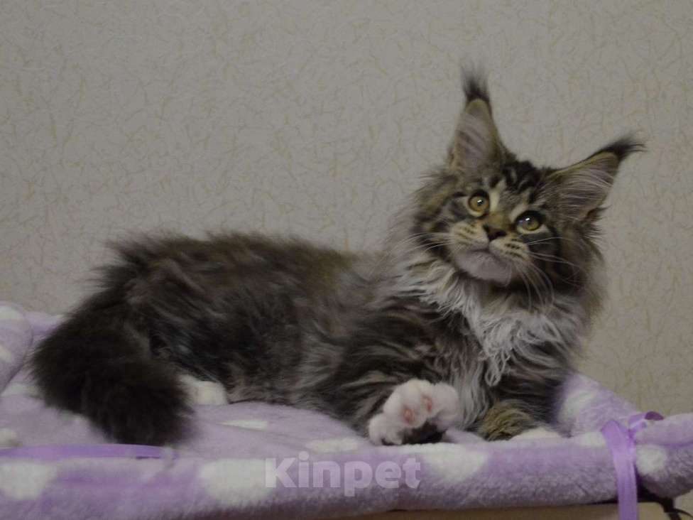 Кошки в Екатеринбурге: Кошечка мейн кун Девочка, 40 000 руб. - фото 3