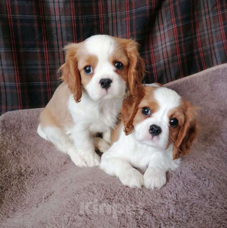 Собаки в Москве: Кавалер кинг Чарльз спаниель 2,5 мес.и 6м. щенки. Девочка, 70 000 руб. - фото 2