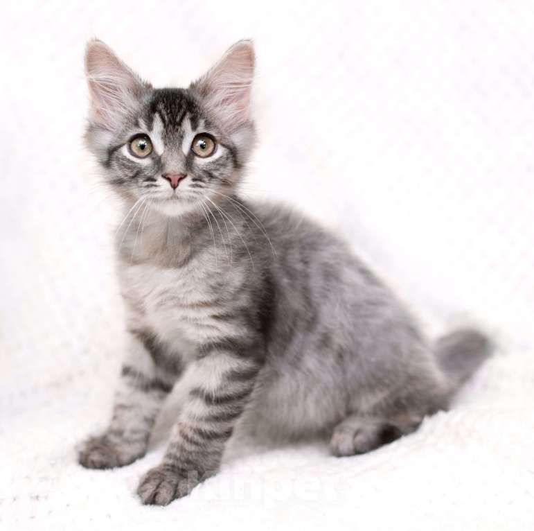 Кошки в Москве: Пушистый котёнок Вертолётик в добрые руки Мальчик, 1 руб. - фото 4