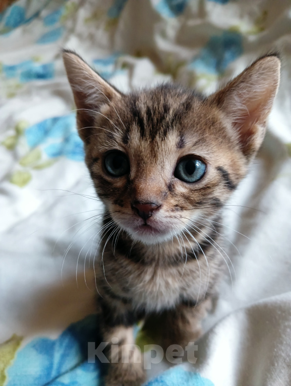 Кошки в Санкт-Петербурге: Продаю котенка Девочка, 7 000 руб. - фото 2