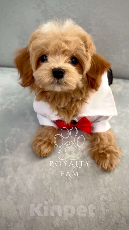 Собаки в Москве: Мини мальчик мальтипу F1 Royalty Fam Lorenzo Мальчик, Бесплатно - фото 10