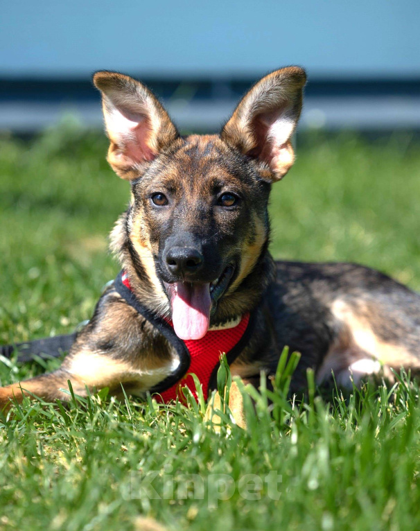 Собаки в Москве: Щенок в добрые руки бесплатно Москва Девочка, Бесплатно - фото 5