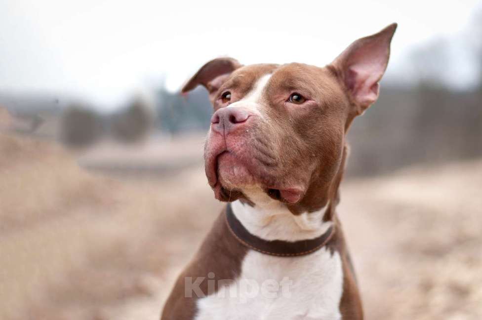 Собаки в Москве: Молодой питбуль шоколадного окраса Кахвэ в добрые руки Девочка, Бесплатно - фото 5