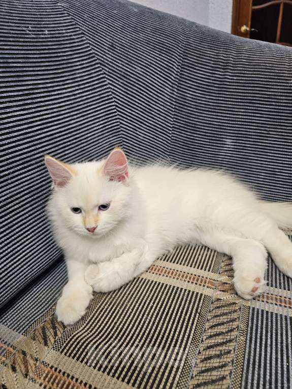 Кошки в Иркутске: Золотистый невак Мальчик, 35 000 руб. - фото 3