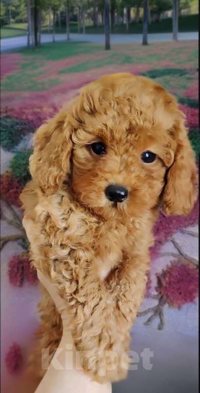 Собаки в Воронеже: Мальчик-пудель Мальчик, 30 000 руб. - фото 2