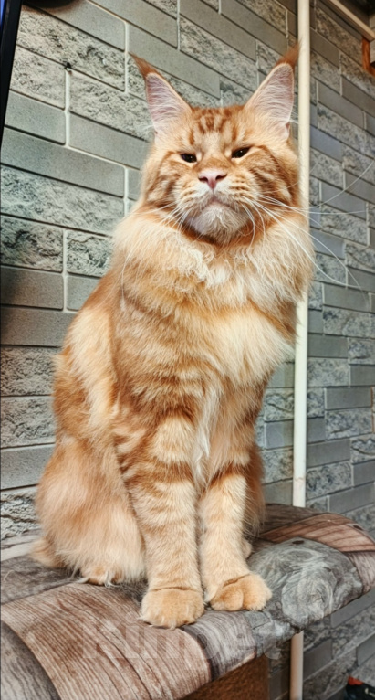Кошки в других городах Ленинградской области: Котята мейн кун Мальчик, 50 000 руб. - фото 7