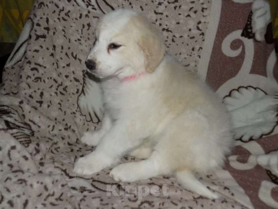 Собаки в Москве: Золотистый ретривер, mix девочка Девочка, 15 000 руб. - фото 6