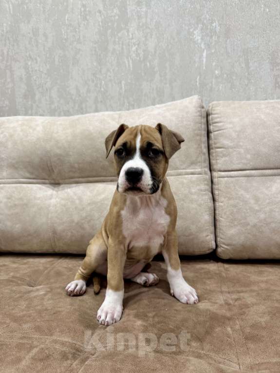 Собаки в Москве: ЩЕНКИ АМЕРИКАНСКОГО СТАФФОРДШИРСКОГО ТЕРЬЕРА ОТ ТИТУЛОВАННЫХ РОДИТЕЛЕЙ Девочка, 50 000 руб. - фото 4