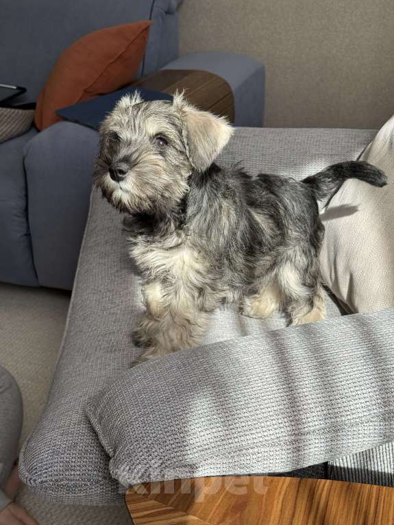 Собаки в Екатеринбурге: 🐶 Девочка цвергшнауцера (перец с солью) 11 недель с метрикой РКФ Девочка, 52 000 руб. - фото 2