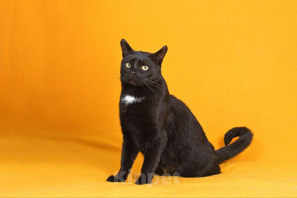 Кошки в Москве: Солидный кот для солидных господ Мальчик, 33 руб. - фото 2