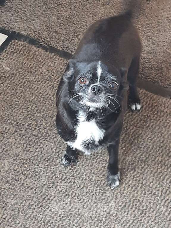 Собаки в Москве: Отдам девочку чихуахуа Девочка, 1 руб. - фото 2