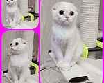 Кошки в Калуге: Котята фолд и страйт Мальчик, Бесплатно - фото 6