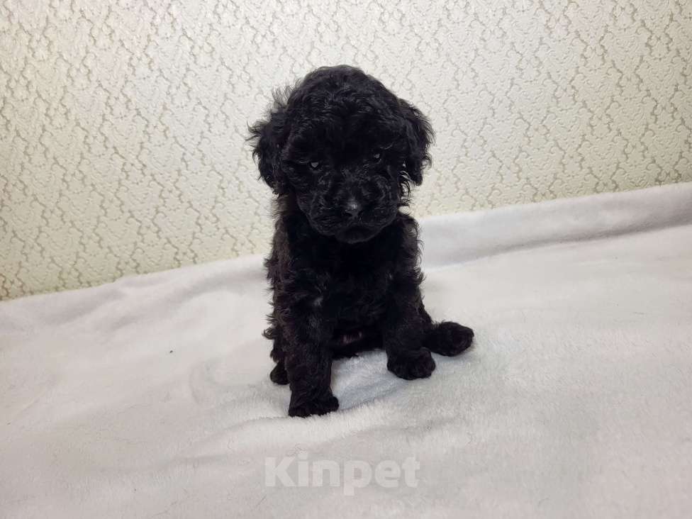 Собаки в Москве: Пудель РКФ. Чёрная девочка  Девочка, 100 000 руб. - фото 3