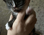 Кошки в Лукоянове: Котятки в резерв, 12 000 руб. - фото 3
