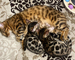 Кошки в Колпашево: Бенгальский котёнок, 13 000 руб. - фото 2