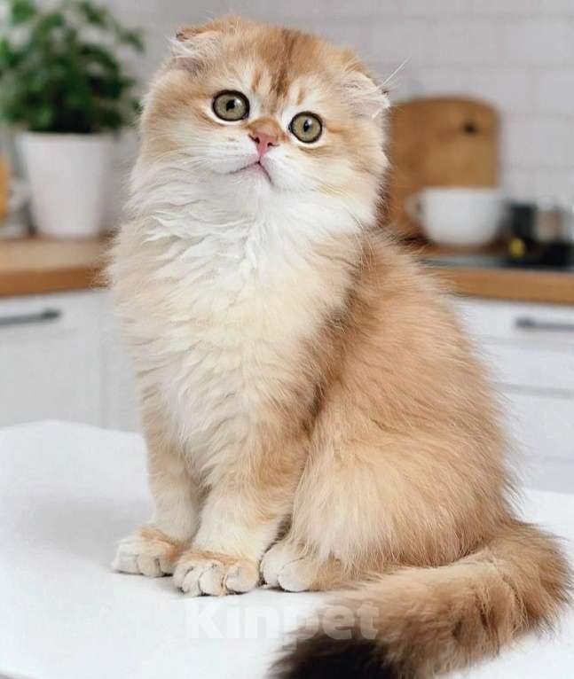 Кошки в Москве: Мальчик Мальчик, 55 000 руб. - фото 1