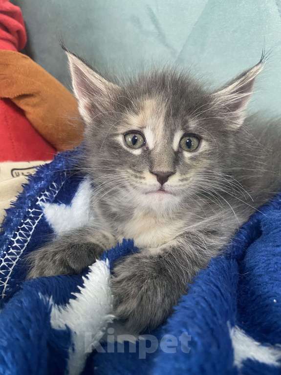 Кошки в других городах Московской области: Замечательная девочка-черепашка Девочка, 12 000 руб. - фото 4