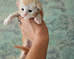 Кошки в Омске: Мейн-кун котята Девочка, 25 000 руб. - фото 4
