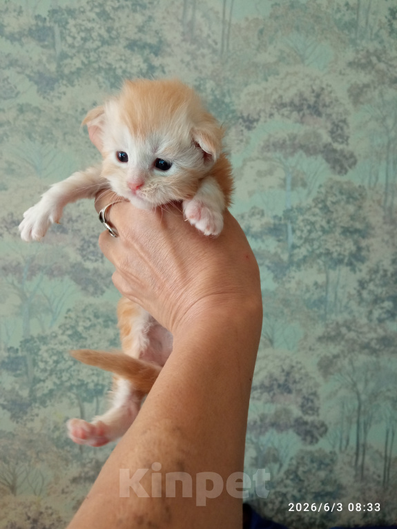 Кошки в Омске: Мейн-кун котята Девочка, 25 000 руб. - фото 4