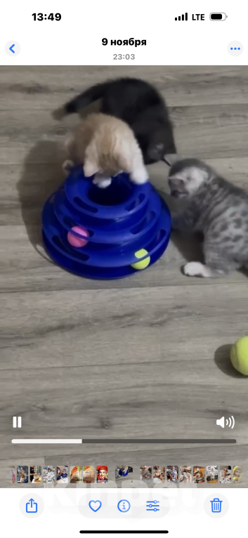 Кошки в Балашихе: Котёнок Гаврик Мальчик, Бесплатно - фото 7