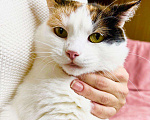 Кошки в Москве: Кошка Пятнашка – трехцветная обаяшка в добрые руки Девочка, Бесплатно - фото 1