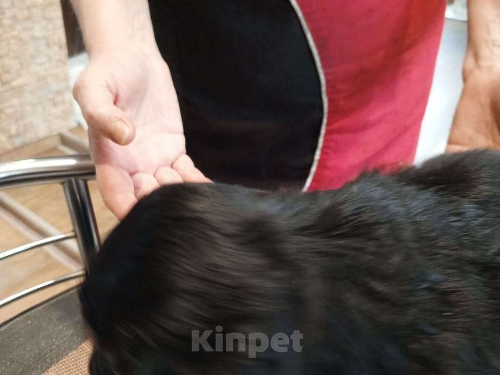 Собаки в Санкт-Петербурге: Такса карликовая длинношерстная девочка 1,5 мес. Девочка, 15 000 руб. - фото 5